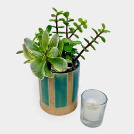 Cheeky Little Succulents
