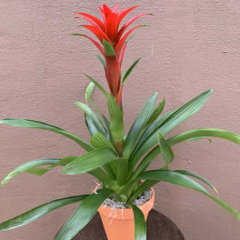 Potted bromeliad with a red flower spike and long green leaves