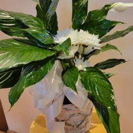 White daisies in a woven basket with a large white ribbon