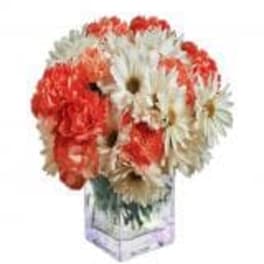 Bouquet of red and white daisies in a clear vase