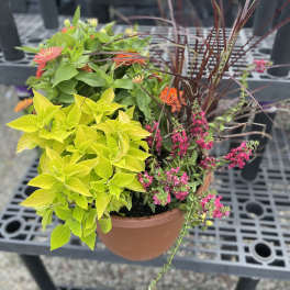 Mixed potted plants with bright yellow foliage, pink flowers, and orange blooms