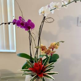 Orchid Trio