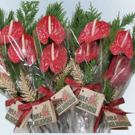 Bundle of red anthuriums wrapped in clear plastic with ribbon tags