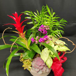 Tropical plant arrangement with purple orchids, succulents, and a red bromeliad in a bowl