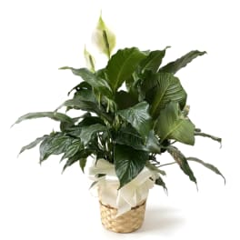 Potted peace lily in a woven basket with a white ribbon