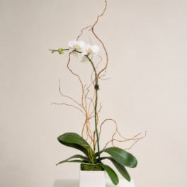White orchid in a square white pot with curly branches