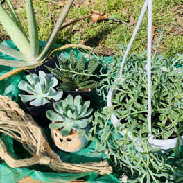 Potted succulents and an aloe plant arranged on green tarp outdoors