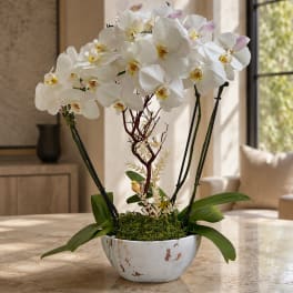 Elegant Style Orchids