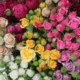 Vase of Assorted Spray Roses