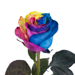 Single rainbow-colored rose with dark leaves on a white background