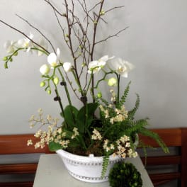 Orchid Pleasures