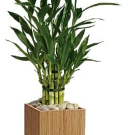 Potted bamboo plant in a square wooden planter with stones
