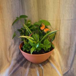 Classic Dish Garden ~ Flower A Day