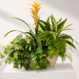 Tropical plant arrangement in a woven basket with orange and green foliage