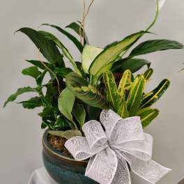 Potted green plant arrangement with a white bow in a ceramic bowl