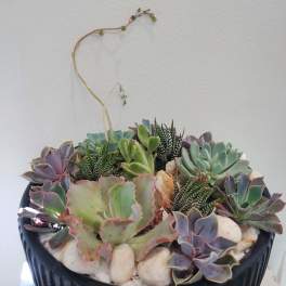 Succulent arrangement in a black bowl planter with white stones