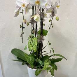 White orchid plant in a white pot with trailing green foliage