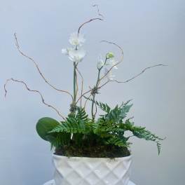 White orchids in a white ceramic planter with fern foliage and curly branches