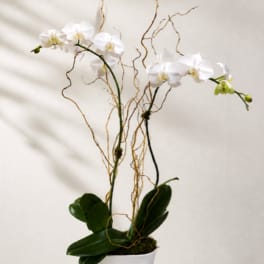 White orchid plant in a white pot with curly decorative branches