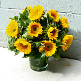 Dozen Sunflowers