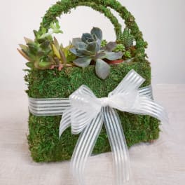 Succulent arrangement in a moss-covered basket with a white ribbon bow