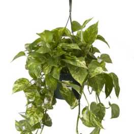 Pothos Hanging Basket