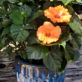 Orange hibiscus flowers in a blue ceramic pot