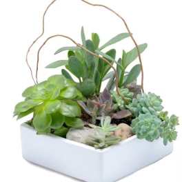 STUNNING SUCCULENT GARDEN