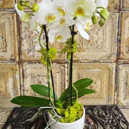 White orchid plant in a white pot with moss