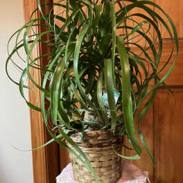 PonyTail Palm