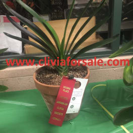 Potted clivia plant with long strap-like leaves and award ribbons
