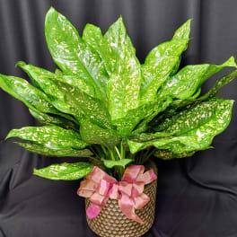 Potted green plant with speckled leaves and a pink ribbon