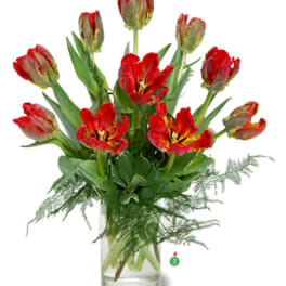 Parrot Tulips