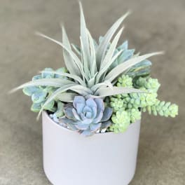 Potted succulent arrangement in a white ceramic pot