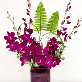 Orchid Symmetry