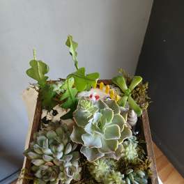 Succulent arrangement in a wooden tray with small decorative figures