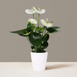 White Anthurium Plant