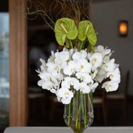 White orchids arranged in a clear glass vase with green anthurium accents