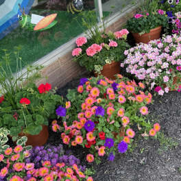 Blooming Patio Pots