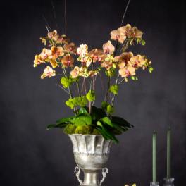Pewter Orchids - Sherman Oaks Florist