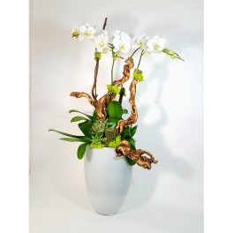 White orchids arranged in a tall white vase with twisted wood accents