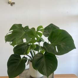 Potted Monstera