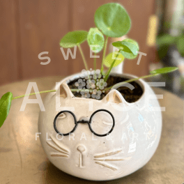 Purr-fect Pilea