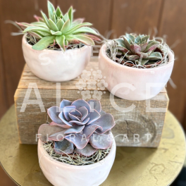 Lottie Bowl Succulent