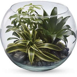 Glass bowl terrarium with assorted green houseplants and black stones