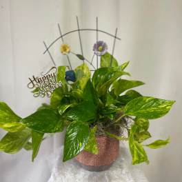 Potted pothos plant with a Mother's Day topper