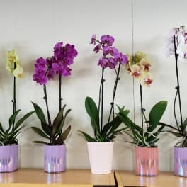 Potted orchids in purple, white, and pink blooms lined up on a shelf.