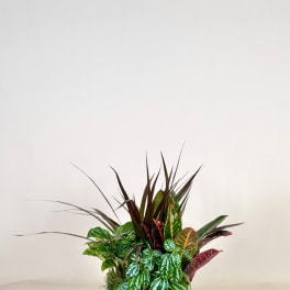 Dish garden of assorted foliage plants in a low white textured pot