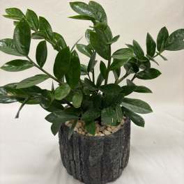 ZZ Plant