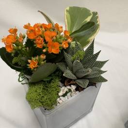 Tiny Tropical Planter